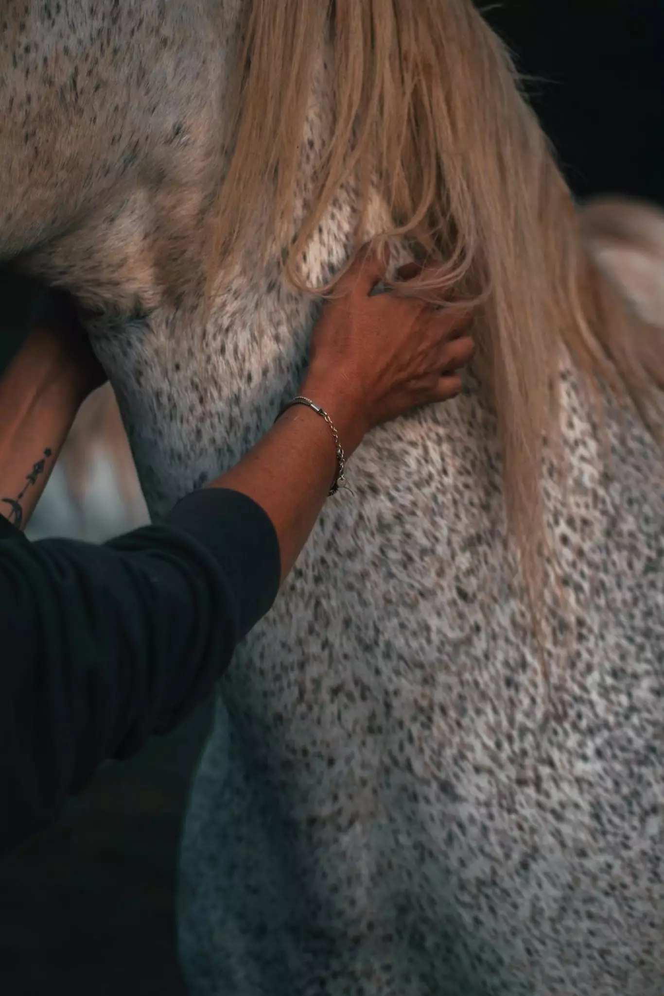 Équicoaching : développement personnel avec le cheval près d'Albi