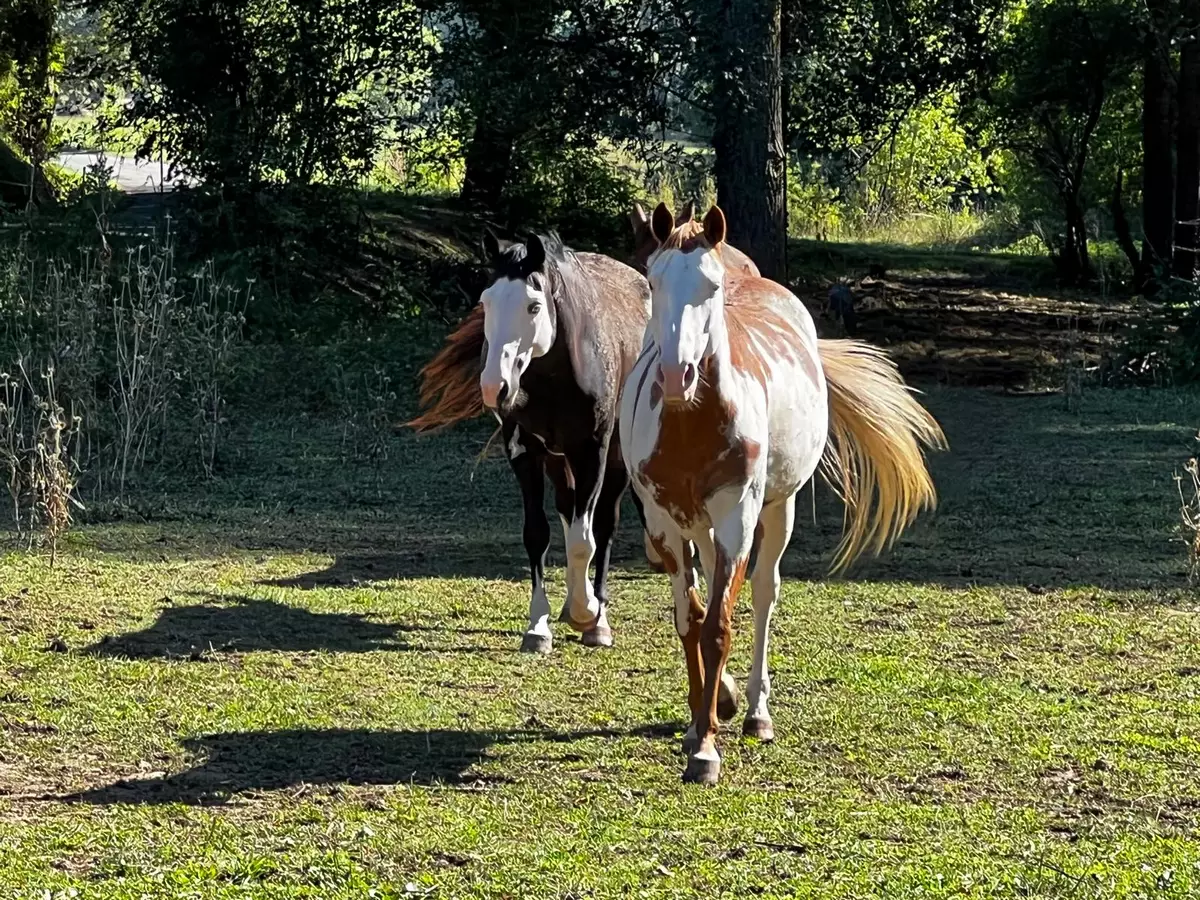 Équicoaching : développement personnel avec le cheval près d'Albi