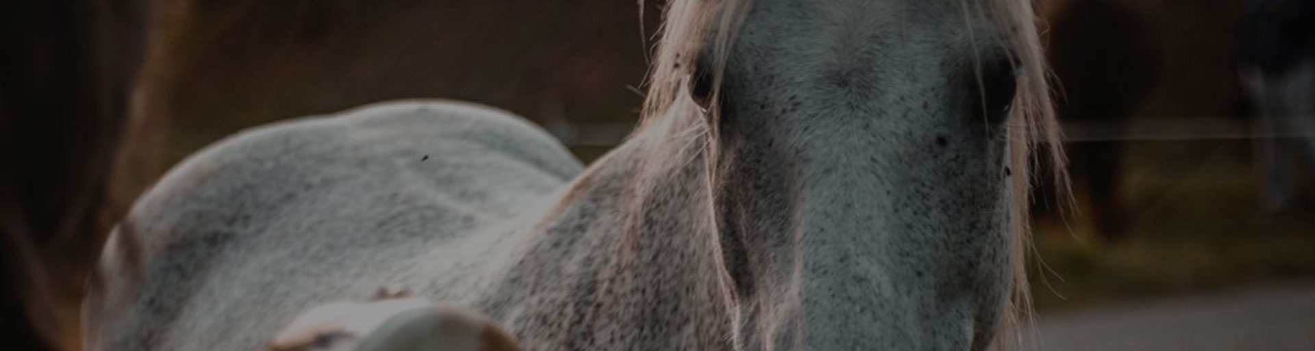 Équicoaching : développement personnel avec le cheval près d'Albi